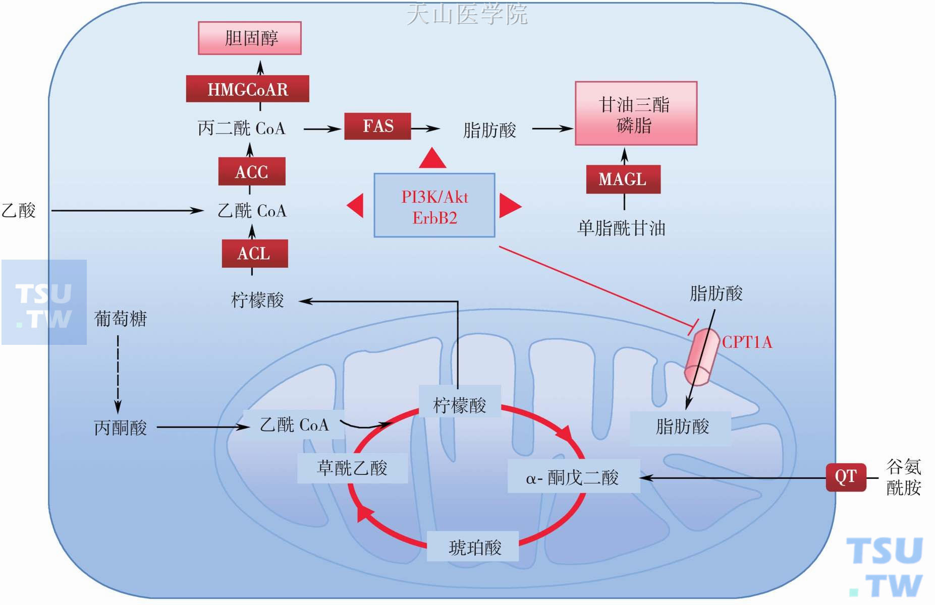 肿瘤细胞内脂类代谢异常机制