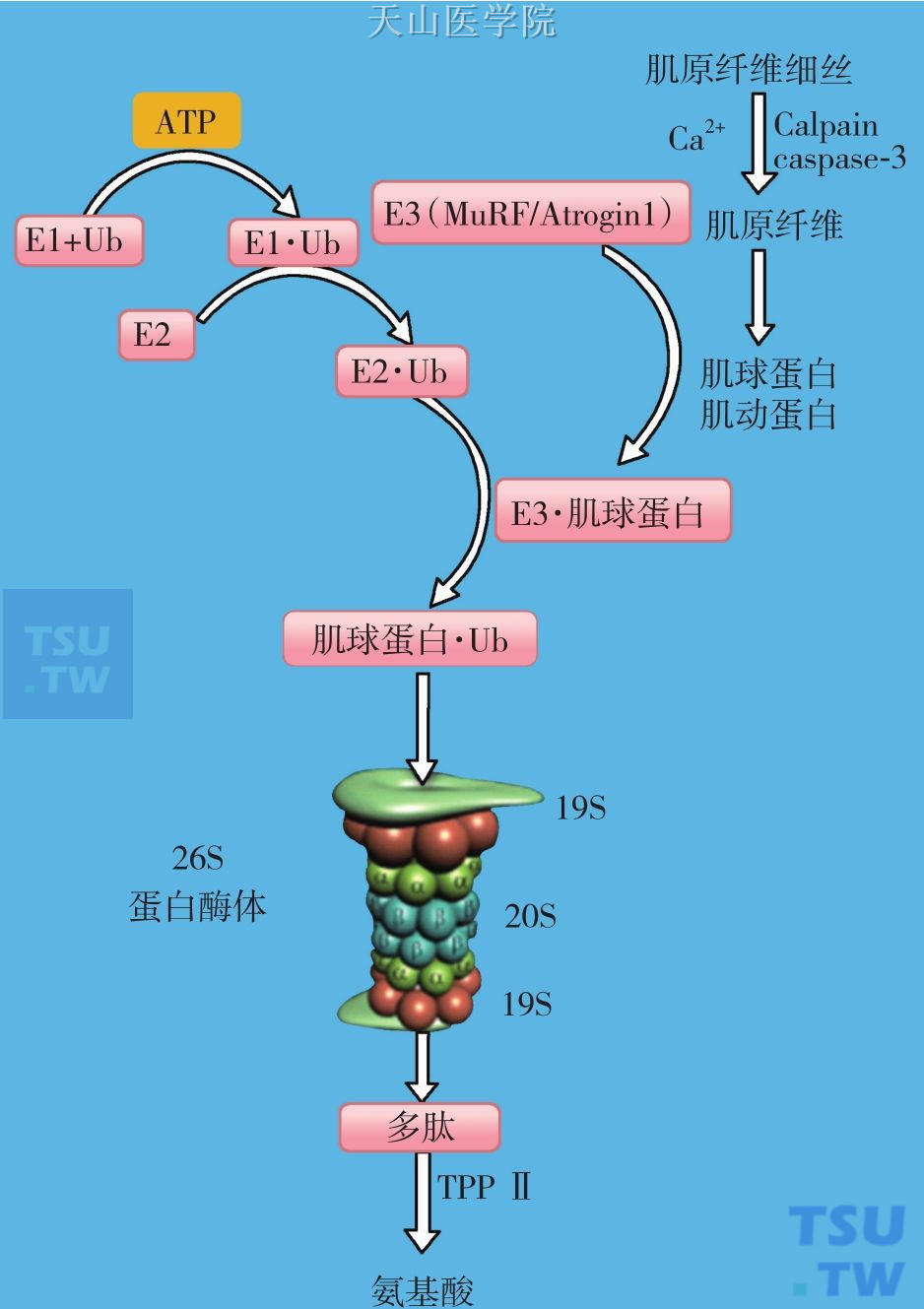 生物降解示意图图片