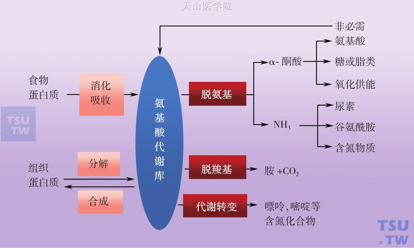 氨基酸代谢思维导图图片