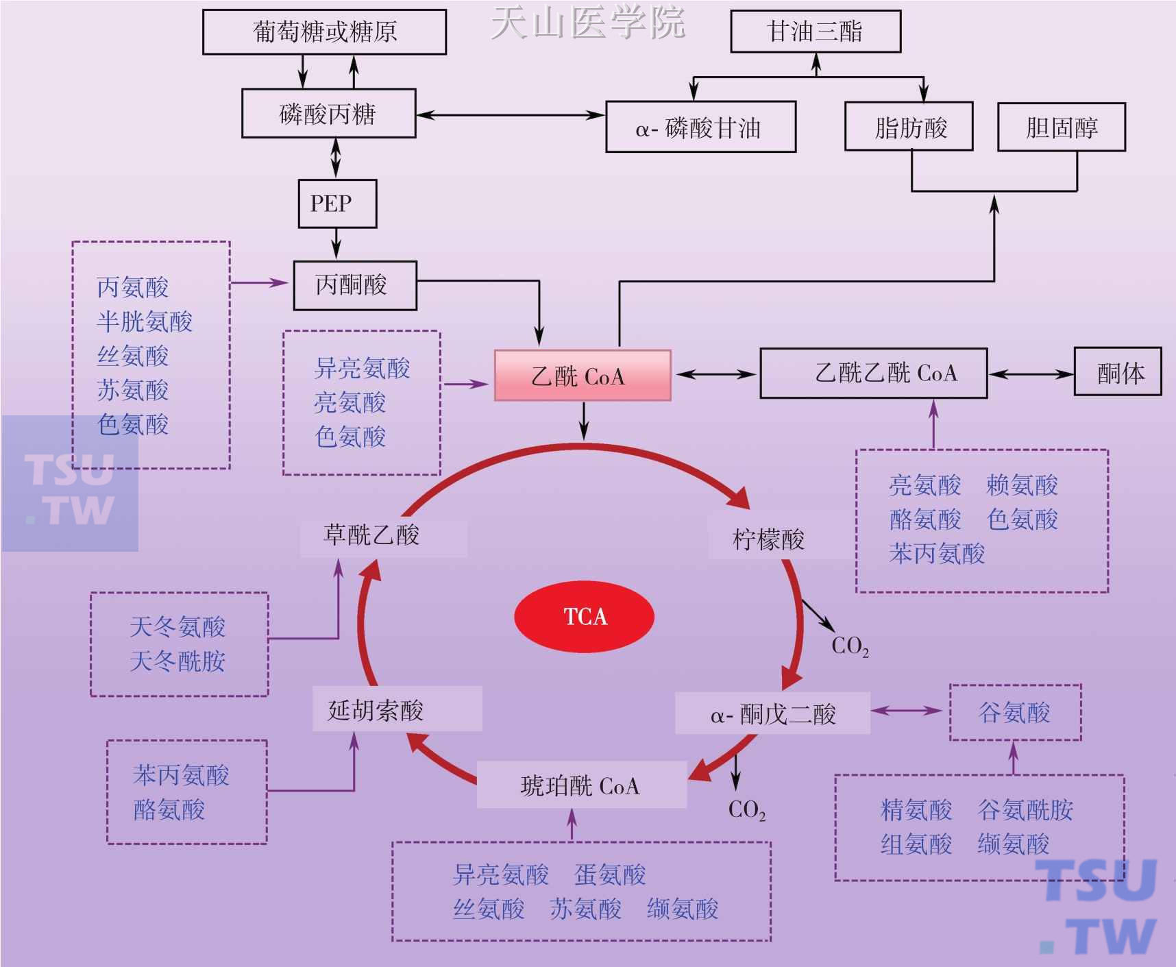 氨基酸代谢思维导图图片