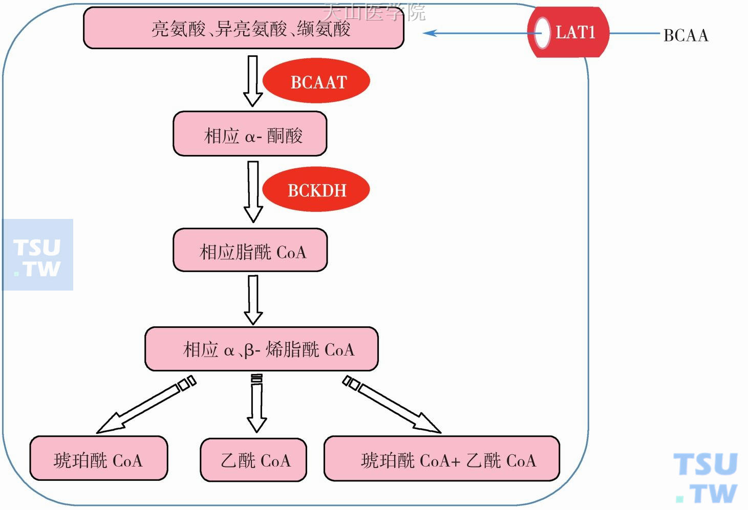 支链氨基酸代谢：BCAA，支链氨基酸；LAT1，L-型氨基酸转运载体；BCAAT，BCAA 氨基转移酶；BCKDH，支链酮酸脱氢酶