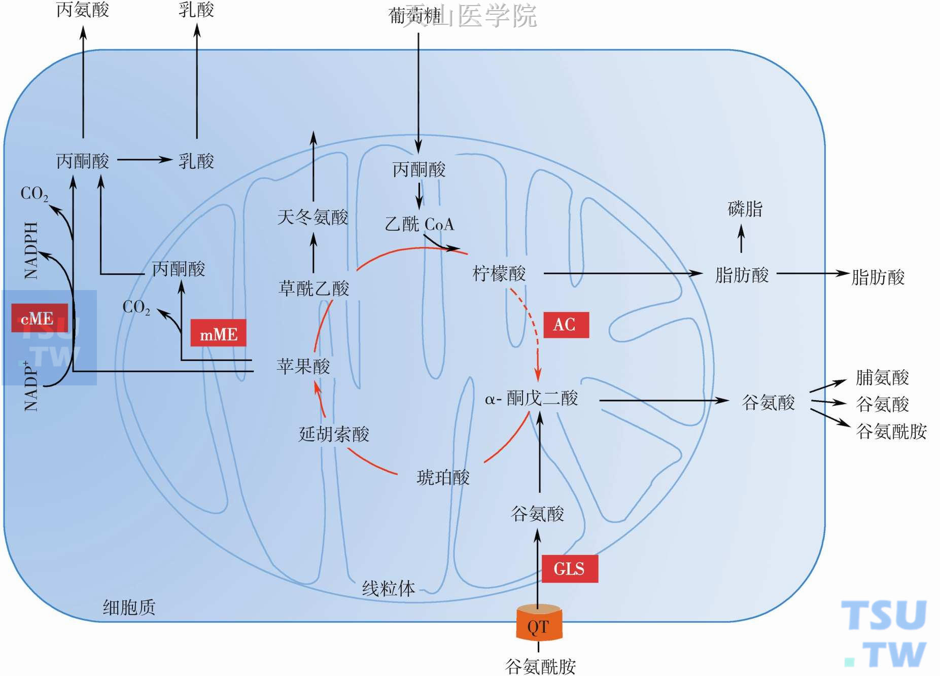 谷氨酰胺代谢：AC，顺乌头酸酶；cME，胞质苹果酸酶；mME，线粒体苹果酸酶；GLS，谷氨酰胺酶；QT，谷氨酰胺转运体