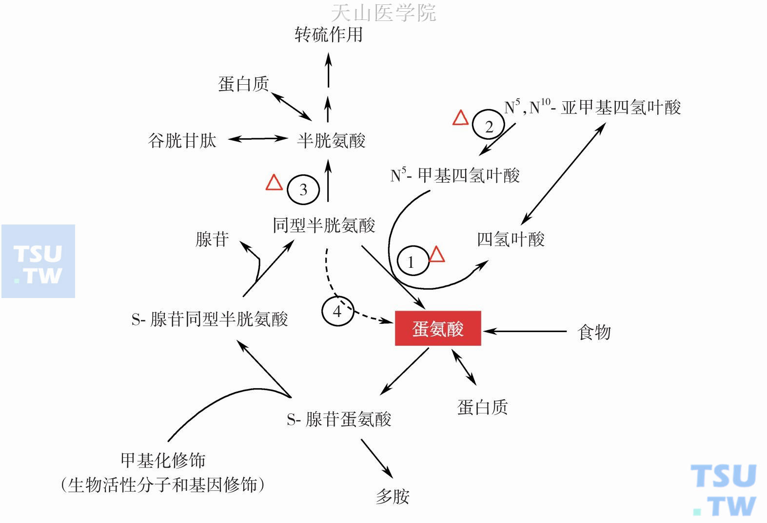 蛋氨酸代谢：①蛋氨酸合酶；② N5，N10-亚甲基四氢叶酸还原酶；③ 胱硫醚β合酶；④ 甜菜碱合酶