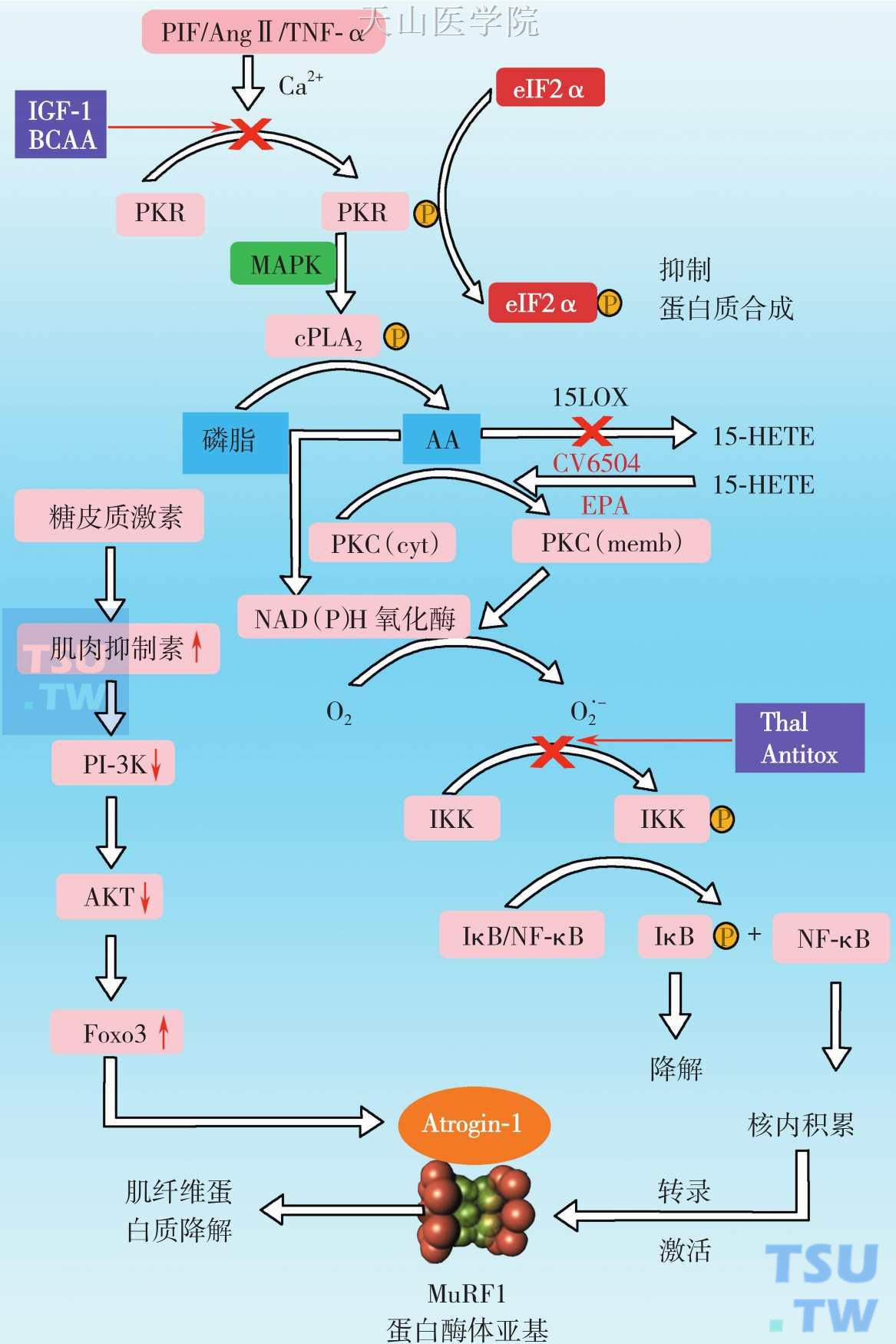 肿瘤恶液质肌肉萎缩涉及宿主和肿瘤相关因子