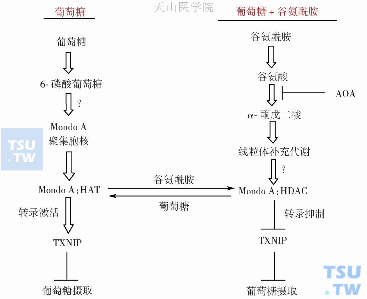 肿瘤细胞摄取和代谢谷氨酰胺增强