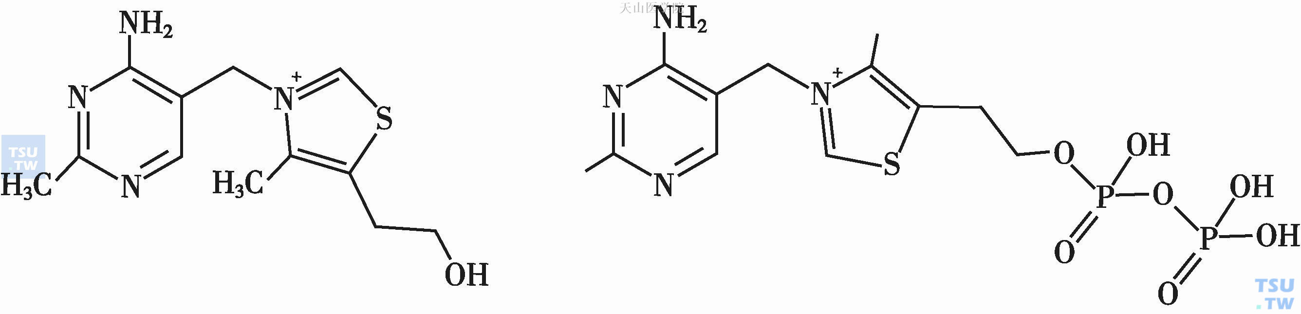 维生素B1及焦磷酸硫胺素的结构