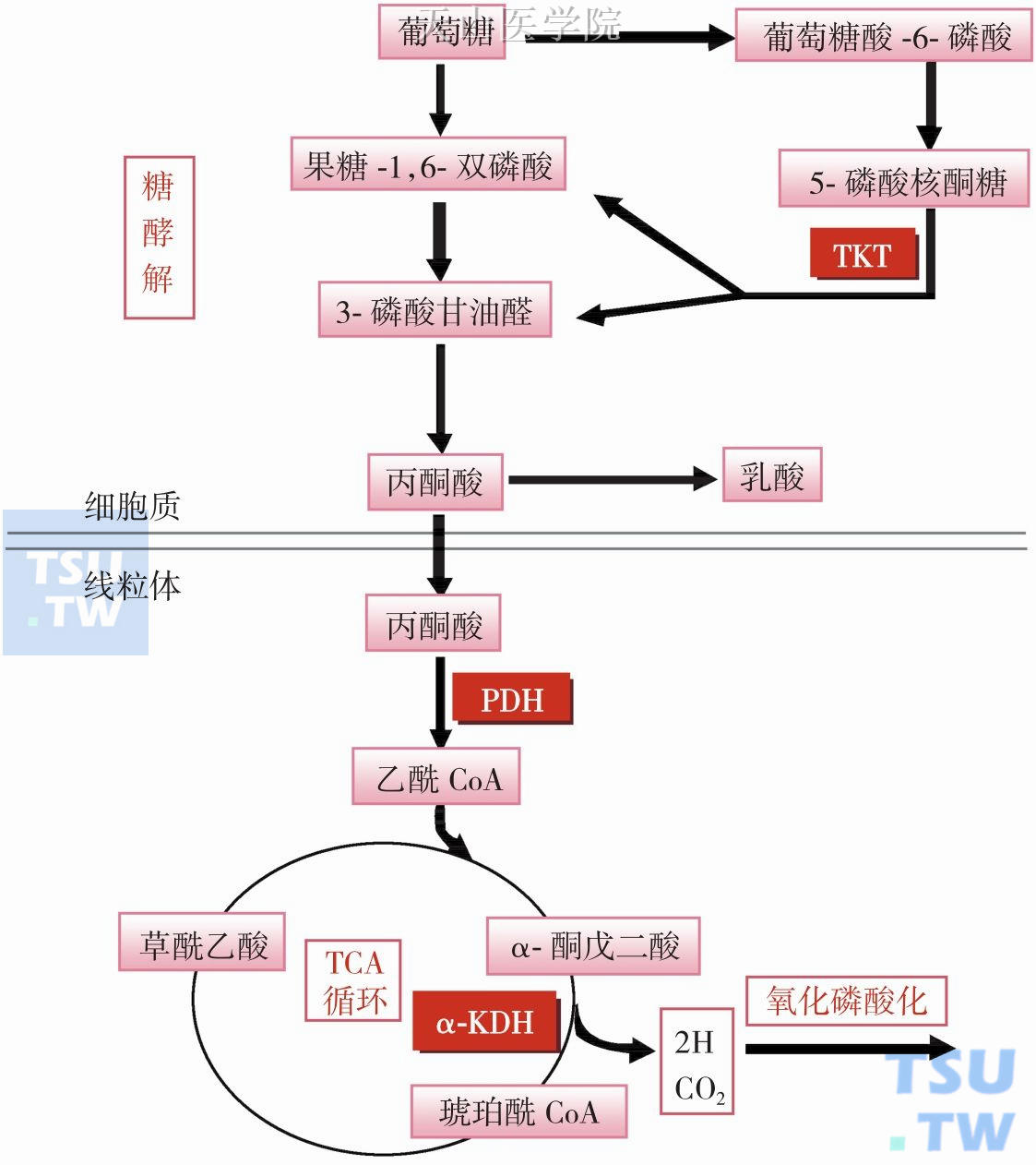 焦磷酸硫胺素（TPP）与糖代谢关系