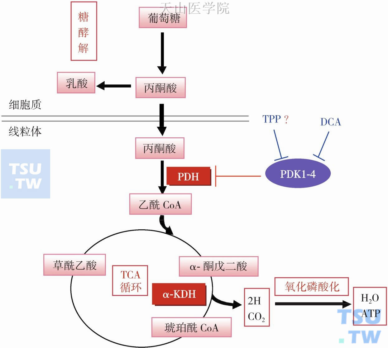 TPP类似DCA抑制PDK活性而促进丙酮酸有氧氧化分解