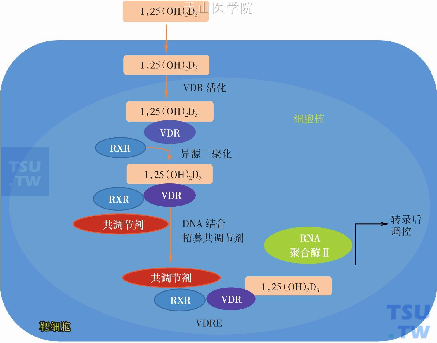 1，25-羟基维生素D作用的分子机制