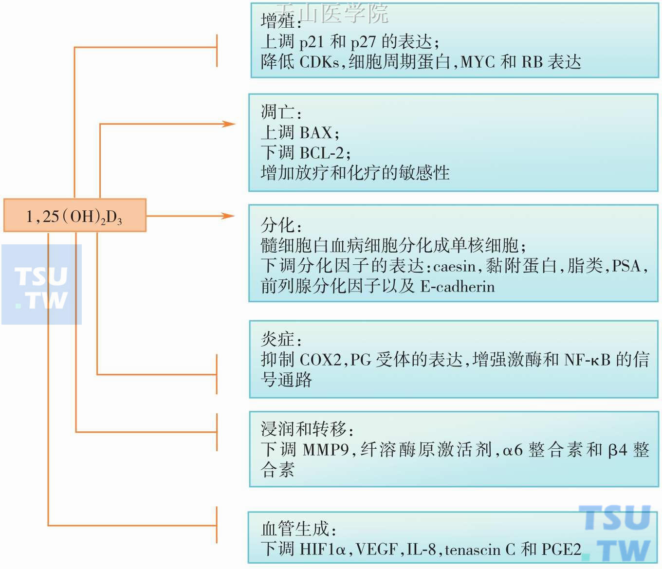 1，25-羟基维生素D对不同癌细胞的作用