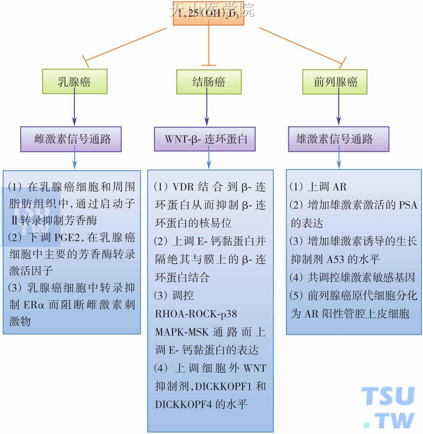 1，25-羟基维生素D调控的特殊信号通路