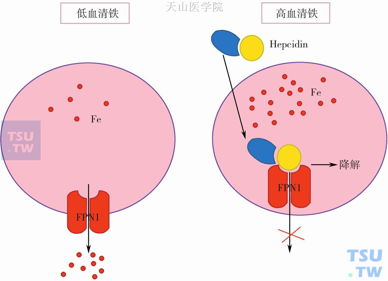 　肠细胞铁释放的调节