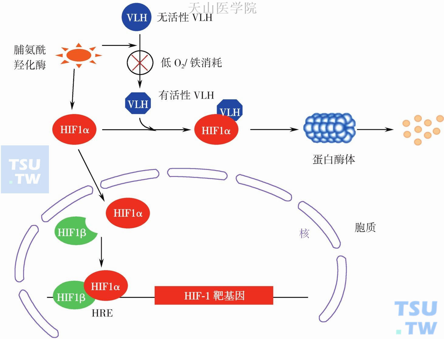 HIF-1靶基因与相关功能