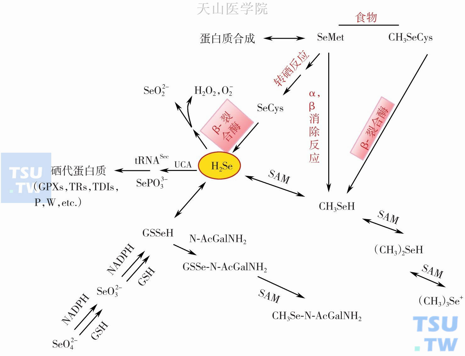 硒代谢概述