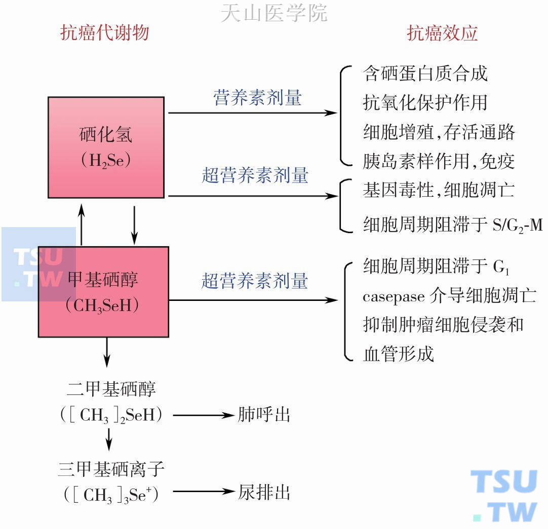 硒对癌细胞侵袭影响