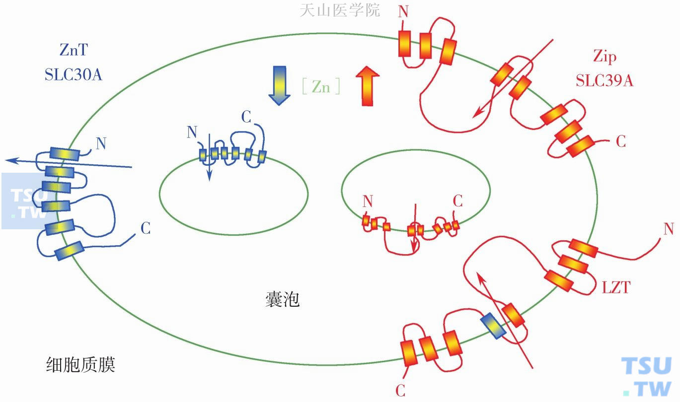 细胞内锌转运蛋白ZIP和ZT