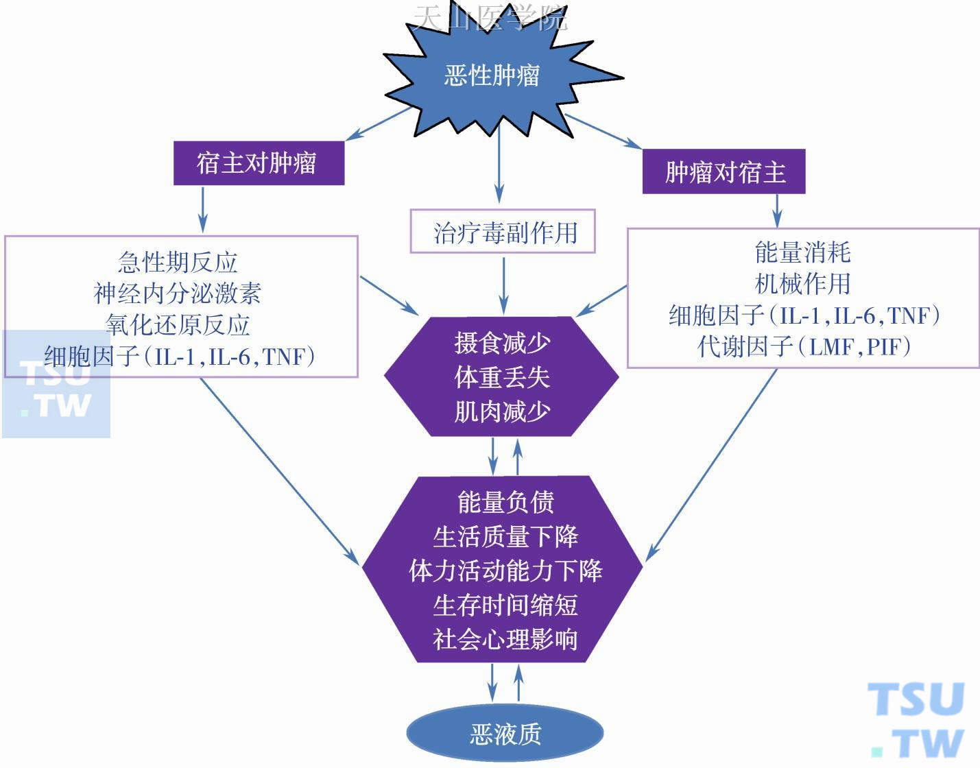 肿瘤恶液质始动因素