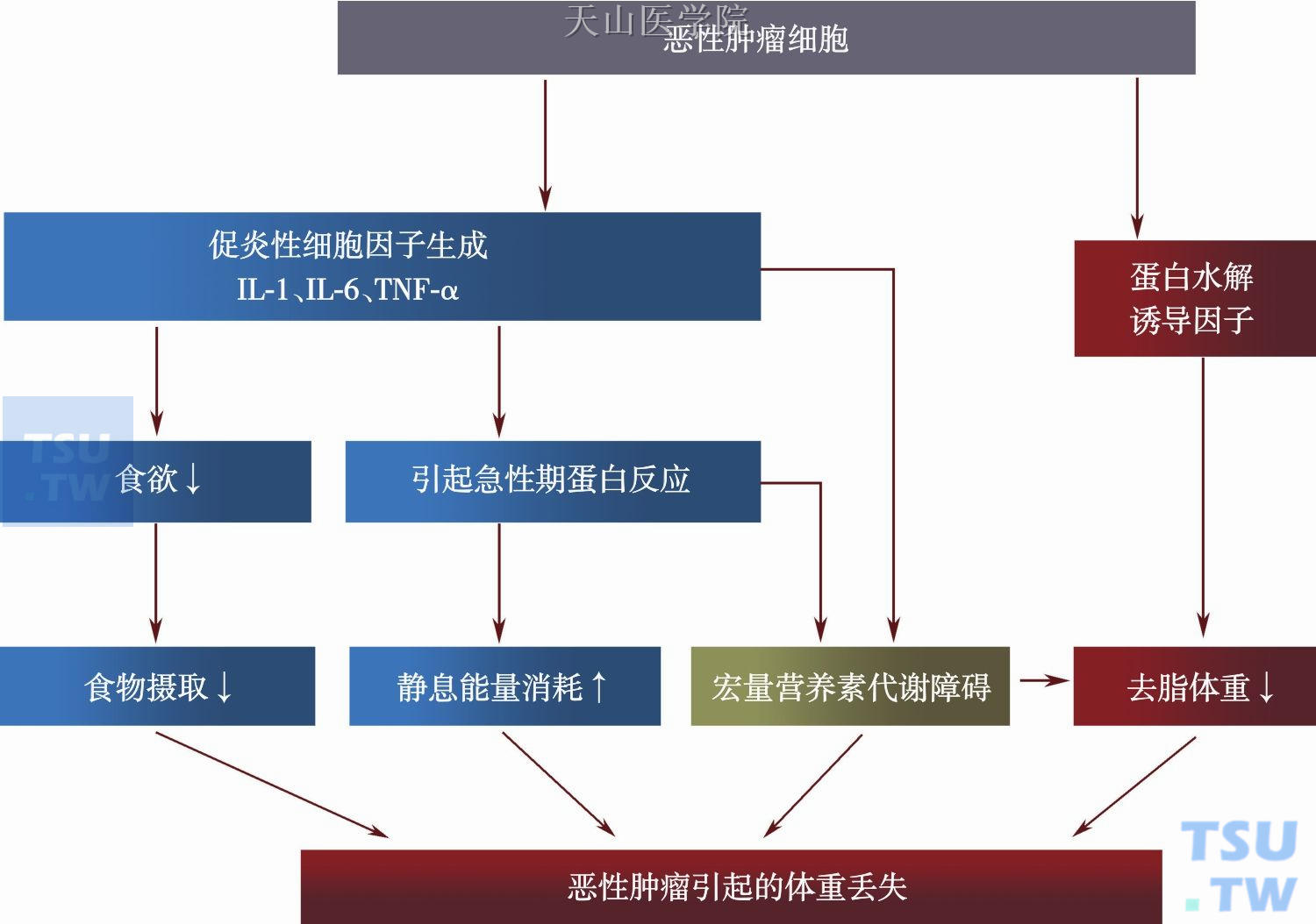 恶性肿瘤引起的代谢变化