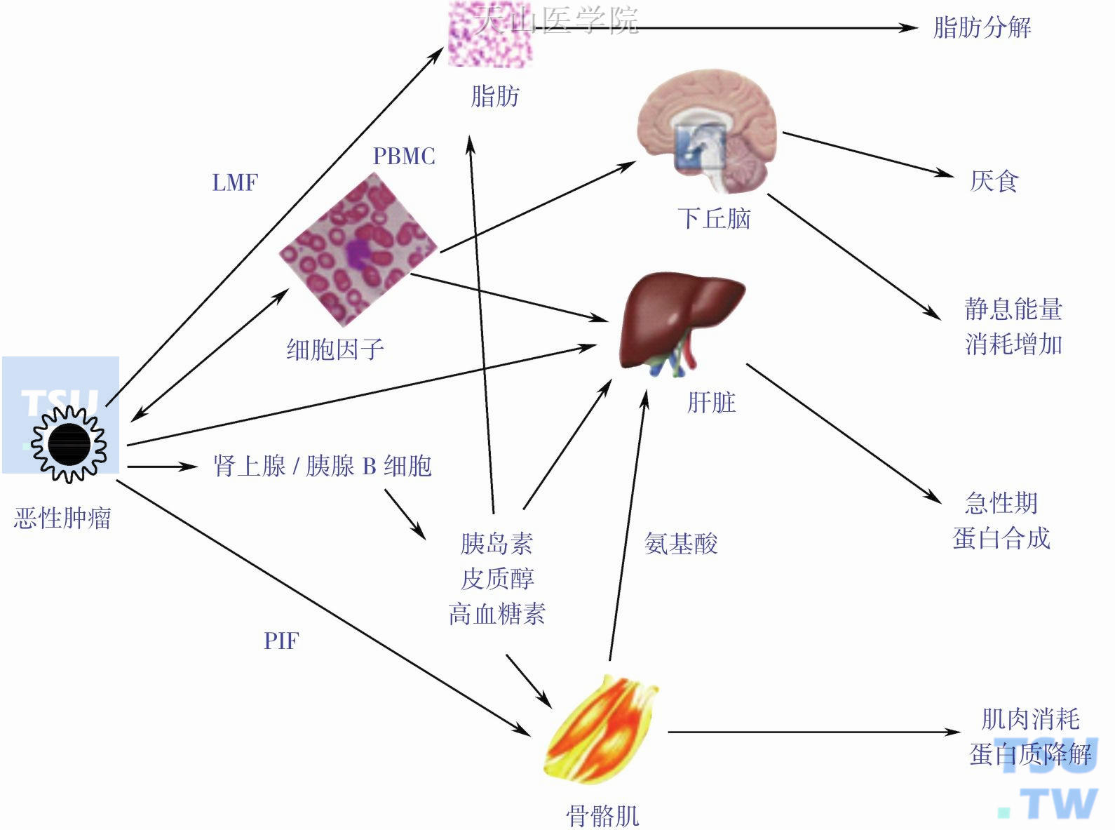 宿主与肿瘤的相互作用