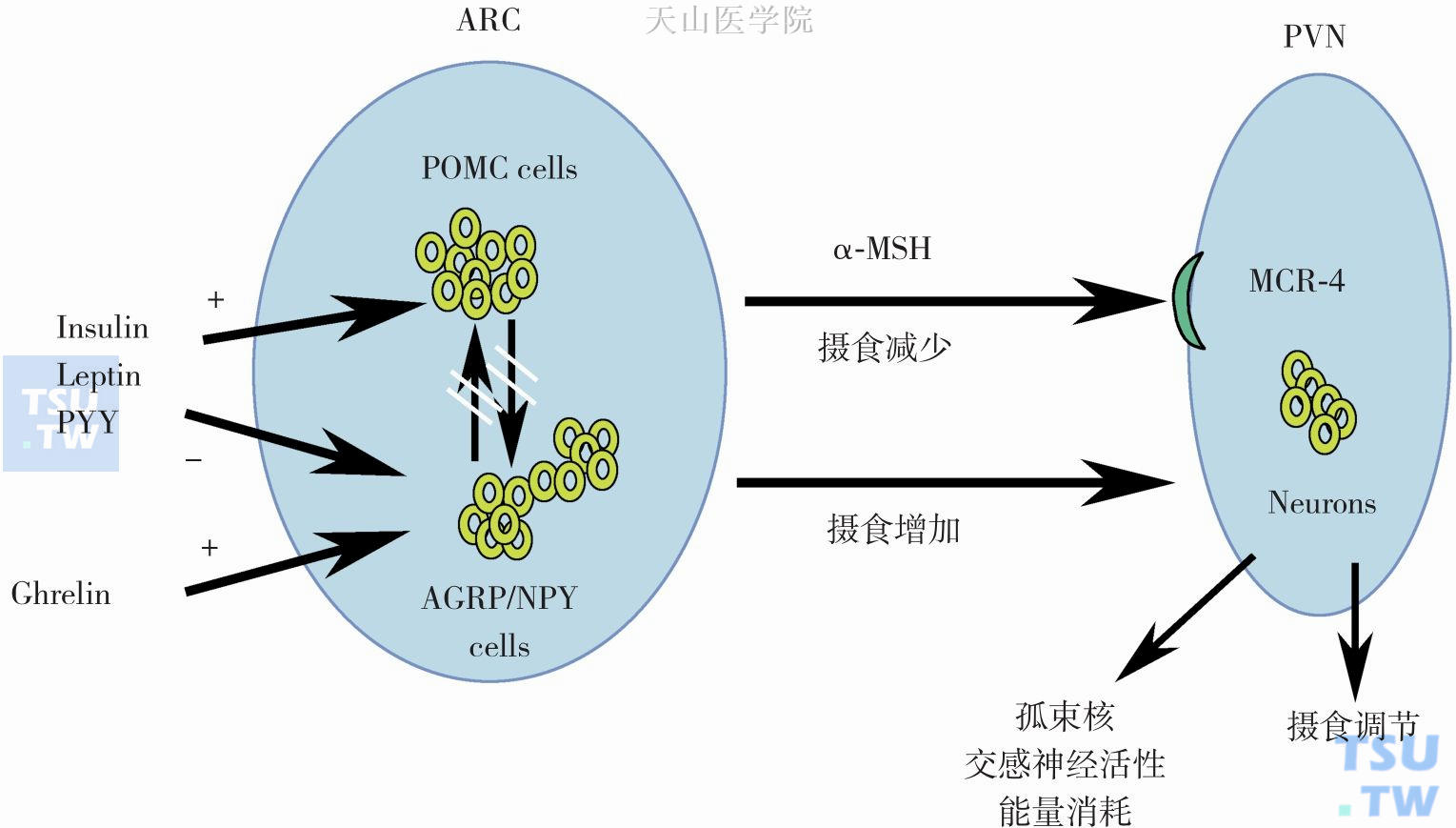 摄食神经内分泌调节系统