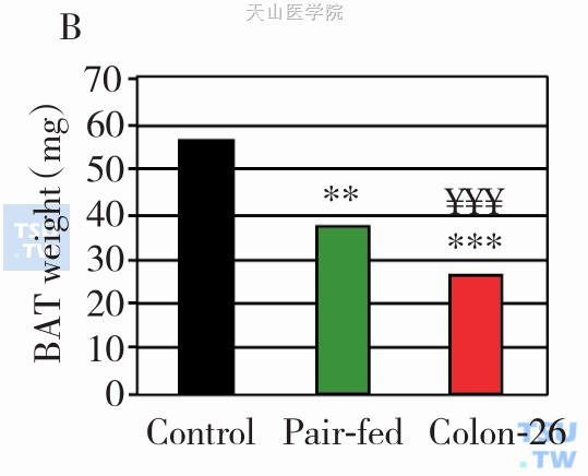 棕色脂肪组织在肿瘤接种第14天重量变化（**，P＜0.01；***，P＜0.01 C26肿瘤组与对照组比较；¥¥¥P＜0.001，C26肿瘤组与配对喂养组比较）