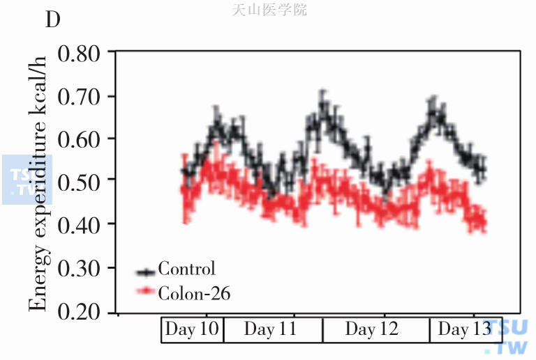 恶液质动物从肿瘤接种第11天到第13天对应的能量消耗