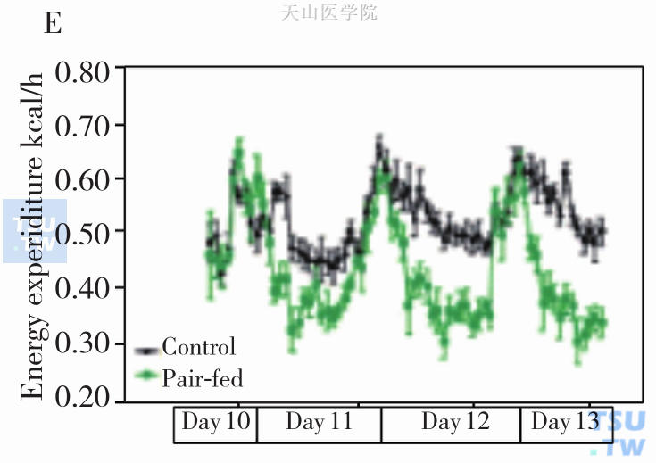 配对喂养小鼠在第11天到第13天对应的能量消耗