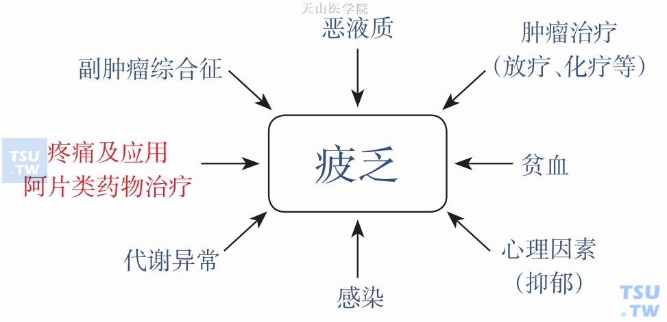 引起晚期癌症患者疲乏的原因，疼痛及阿片类药物治疗为原因之一