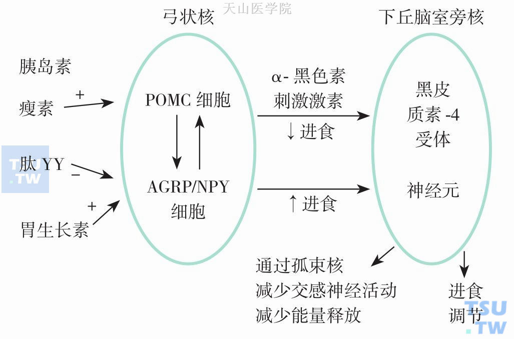 恶液质引起的食欲下降