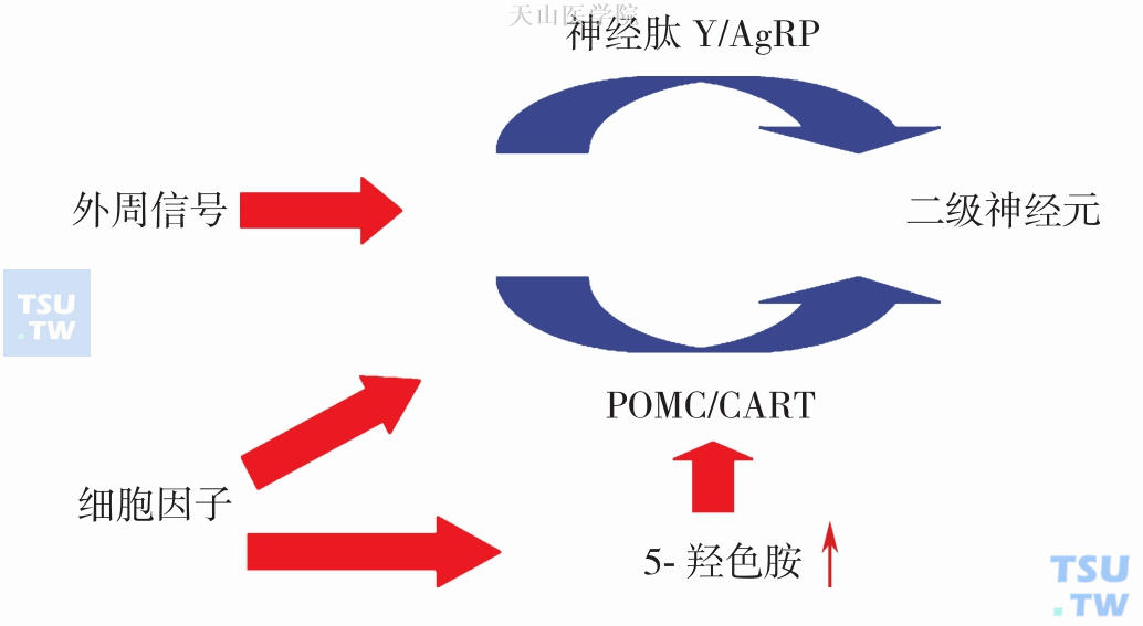 下丘脑5-羟色胺与食欲下降