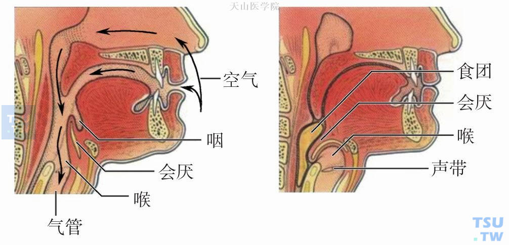 正常口咽部解剖结构