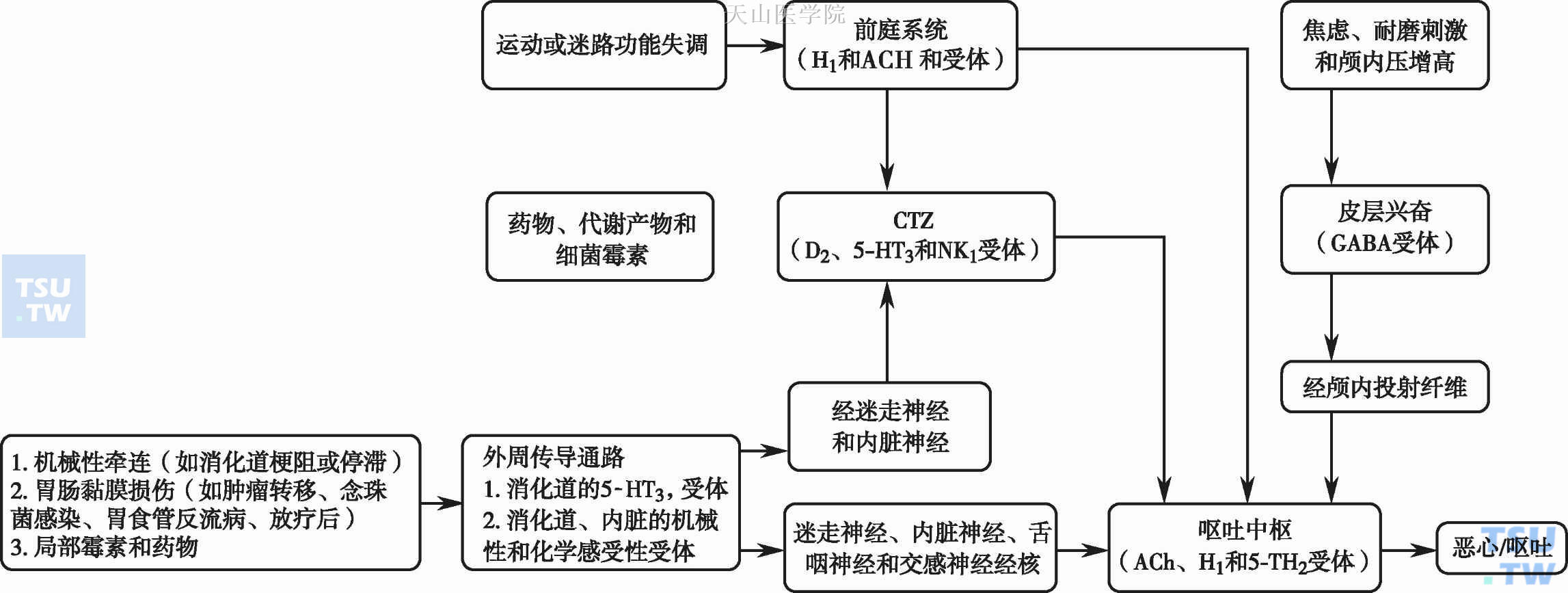 呕吐反射途径简图