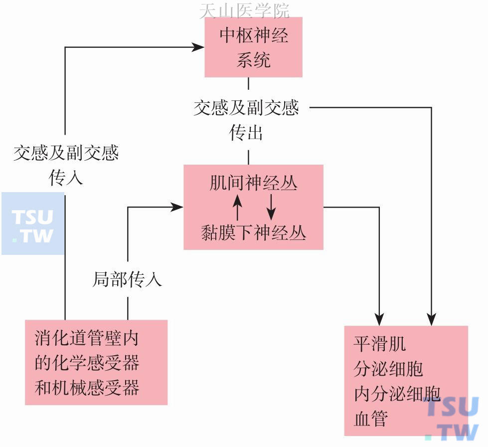 胃肠道神经调节机制示意图