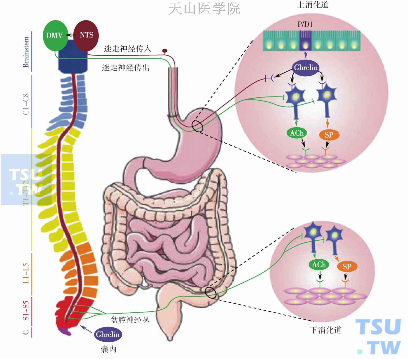 胃促生长素发挥调节胃肠道动力的作用简图