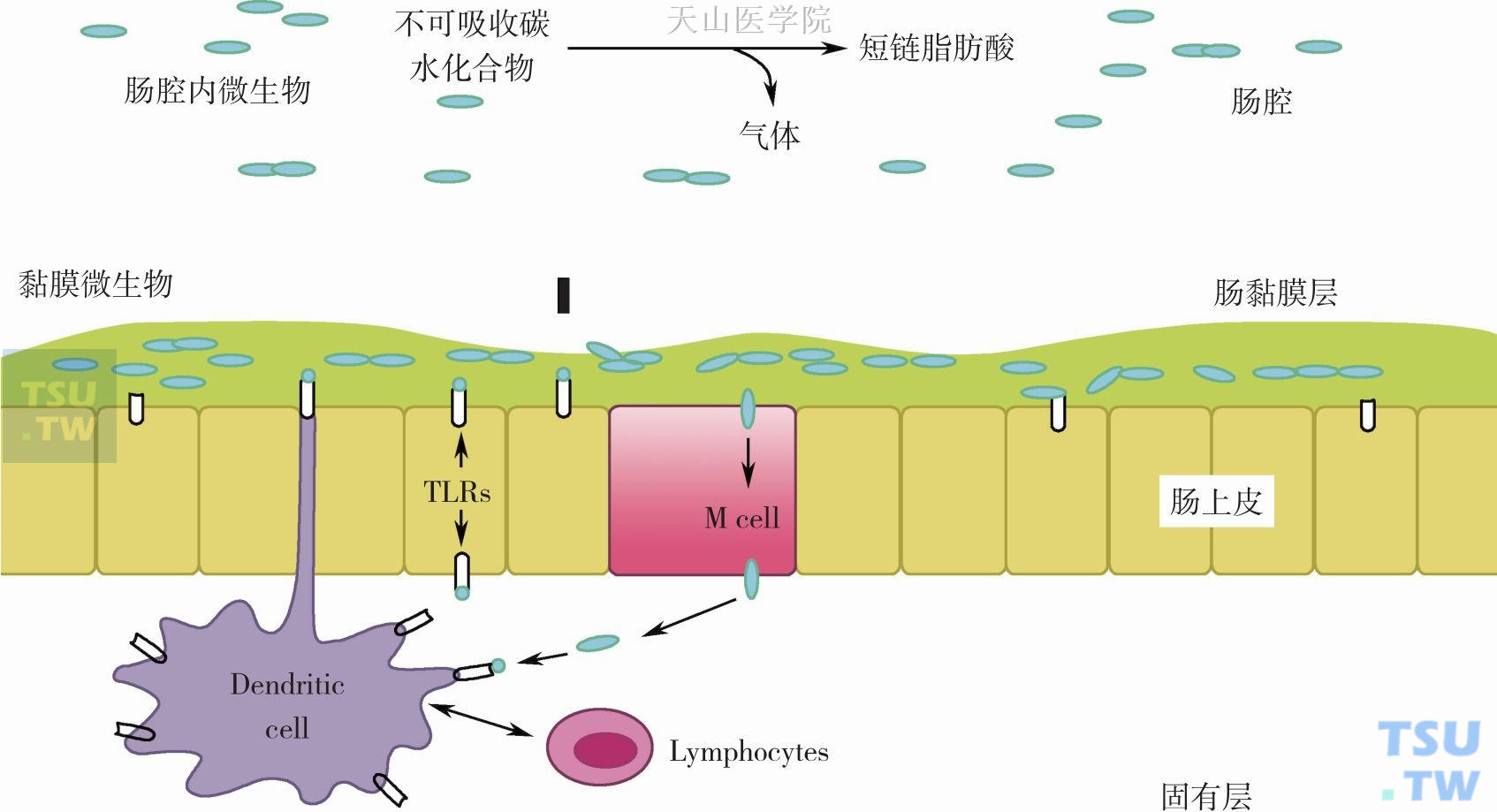 肠腔内和肠黏膜的微生物如何维持肠屏障的稳态