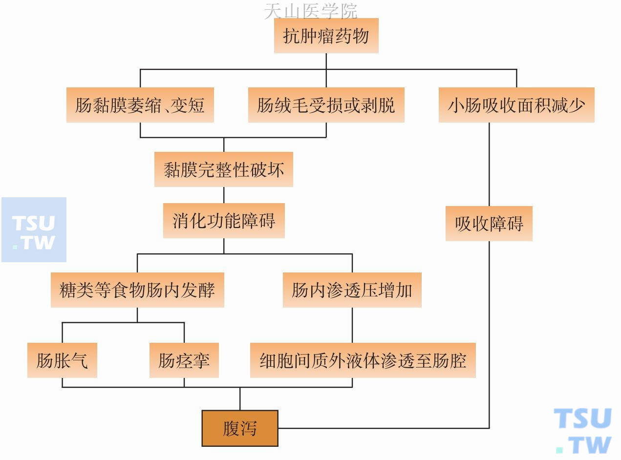 化疗相关腹泻的发生机制