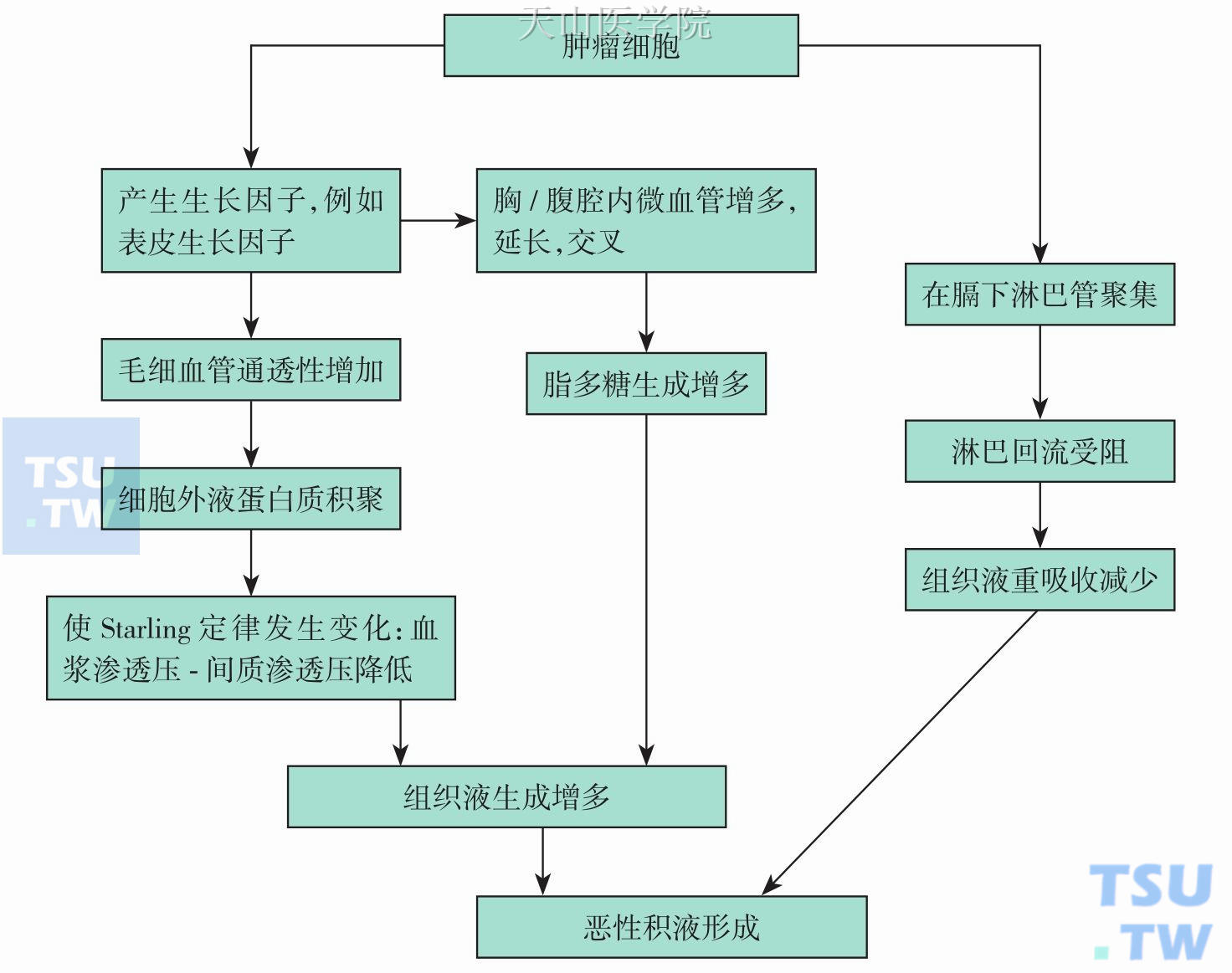 恶性胸、腹腔积液发病机制