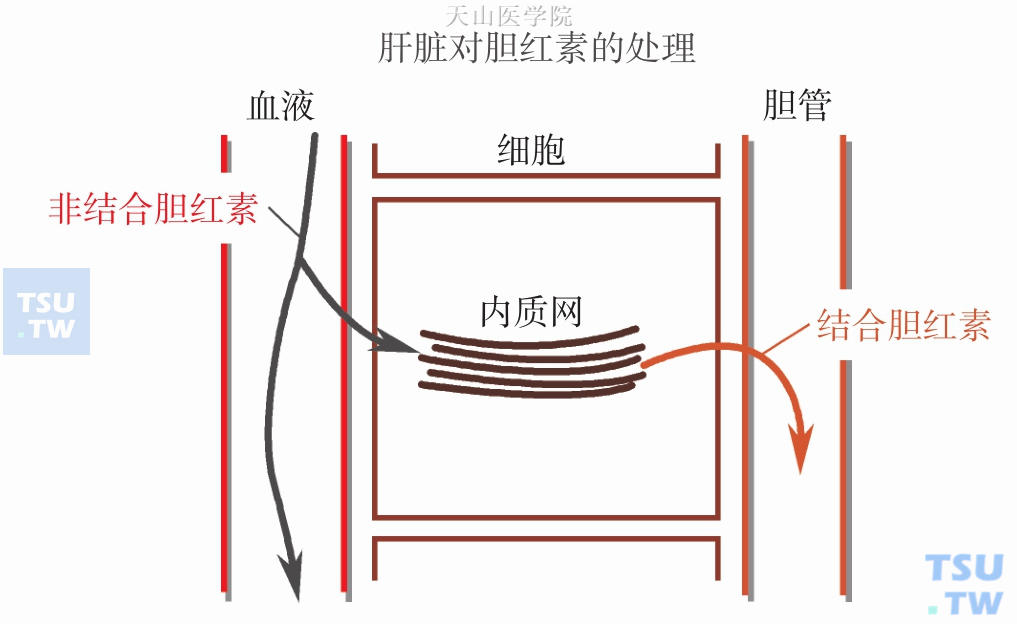 肝细胞对胆红素的处理