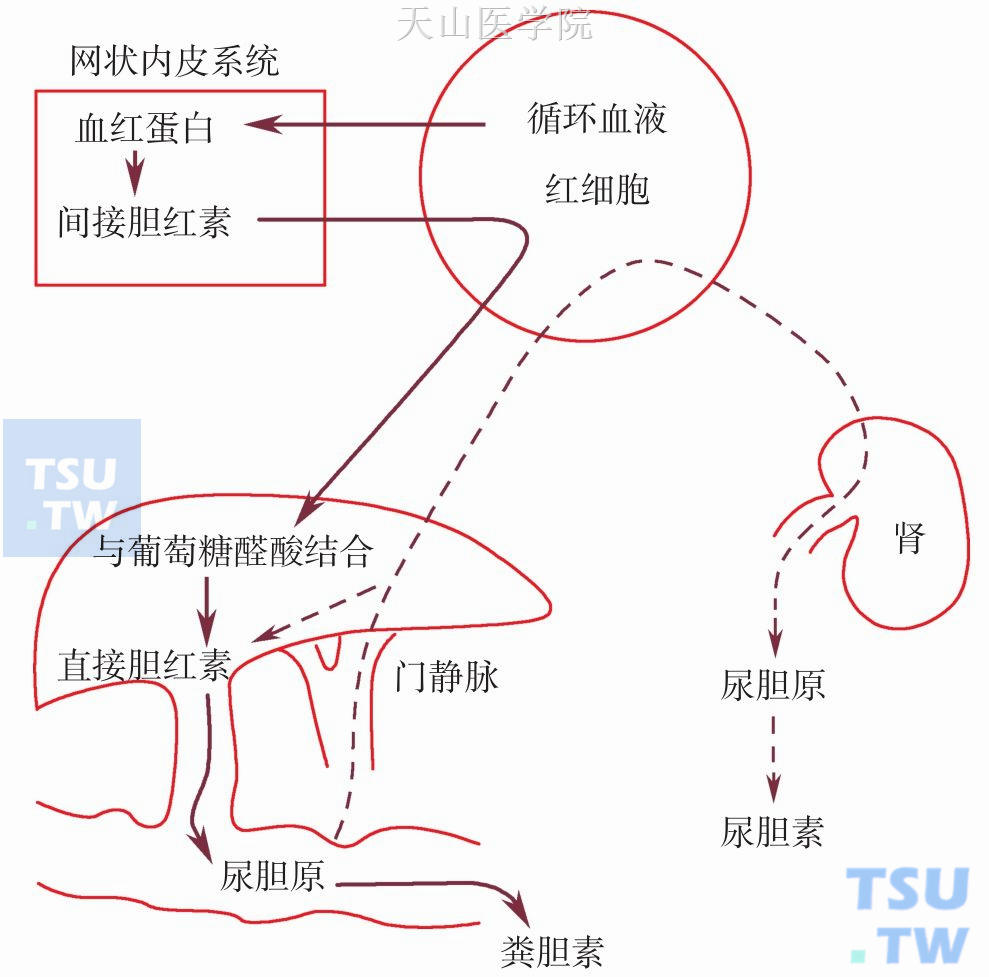 胆红素代谢图