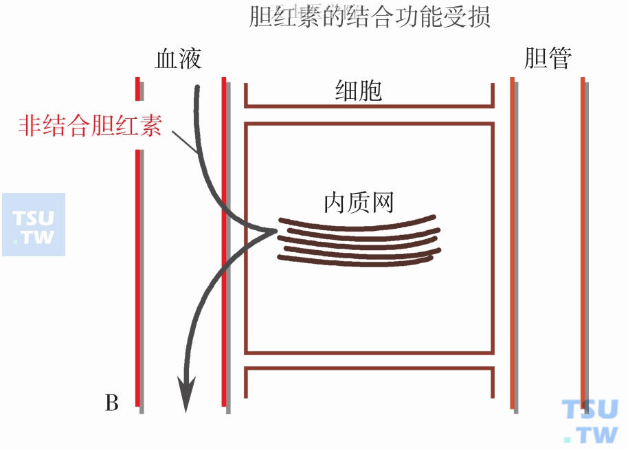 胆红素的结合功能受损