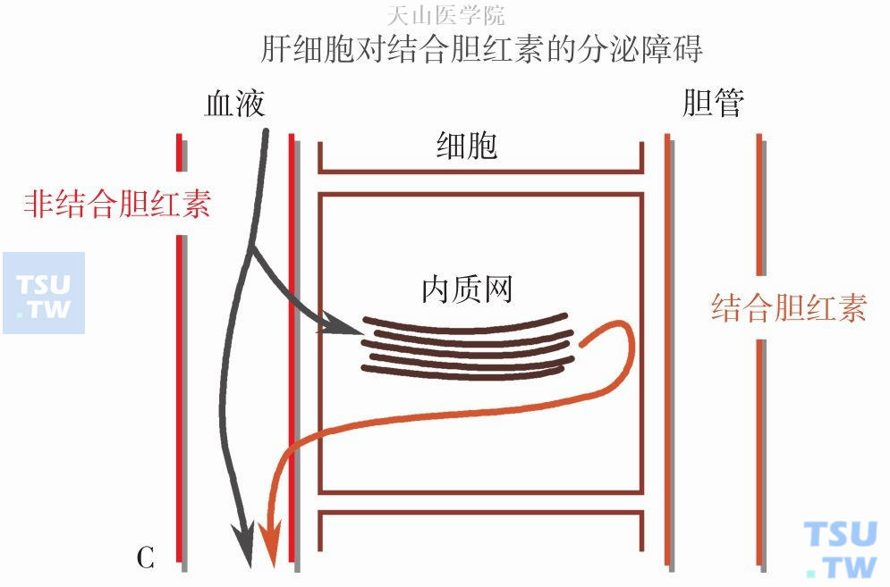 肝细胞性黄疸机制