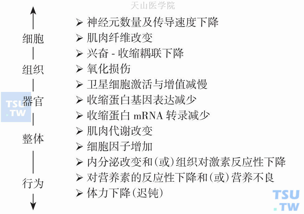 肌肉减少的病理生理与后果