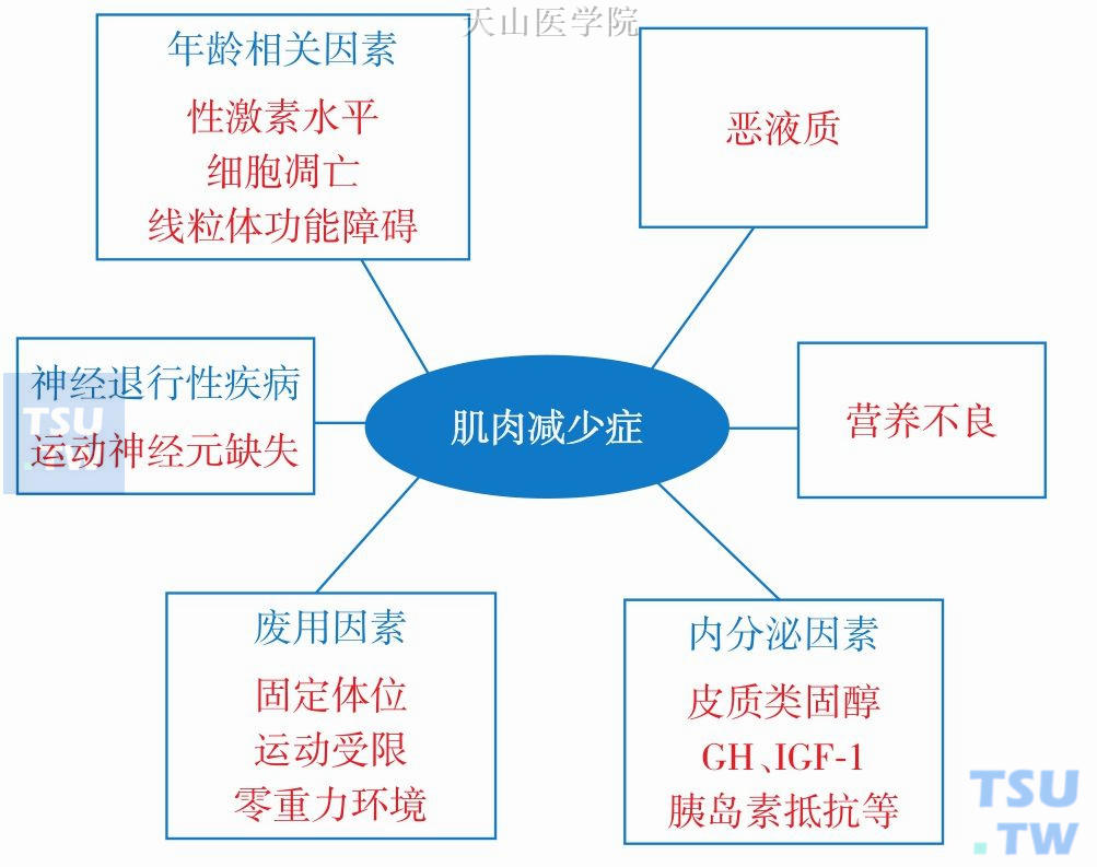 肌肉减少症的危险因素