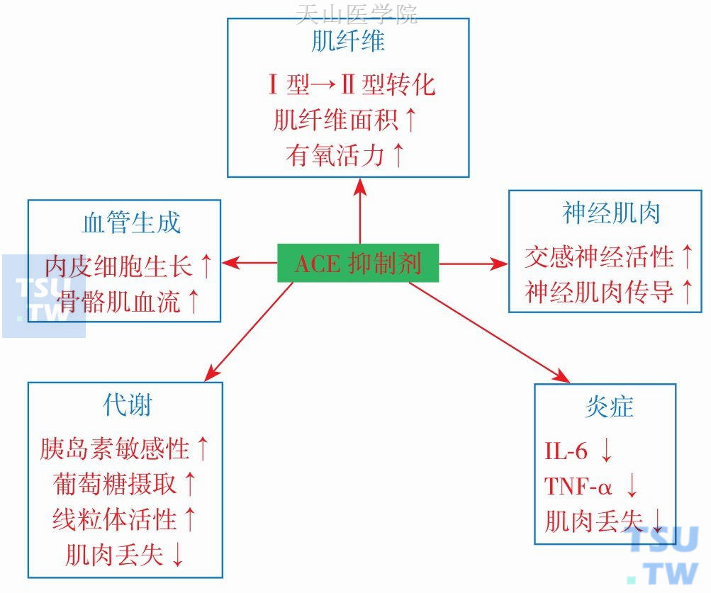 肌肉减少症的治疗