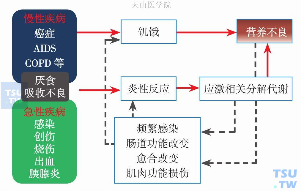 疾病相关性营养不良发生发展机制