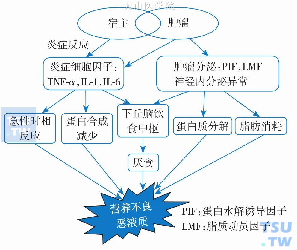 肿瘤相关营养不良及恶液质病理生理机制