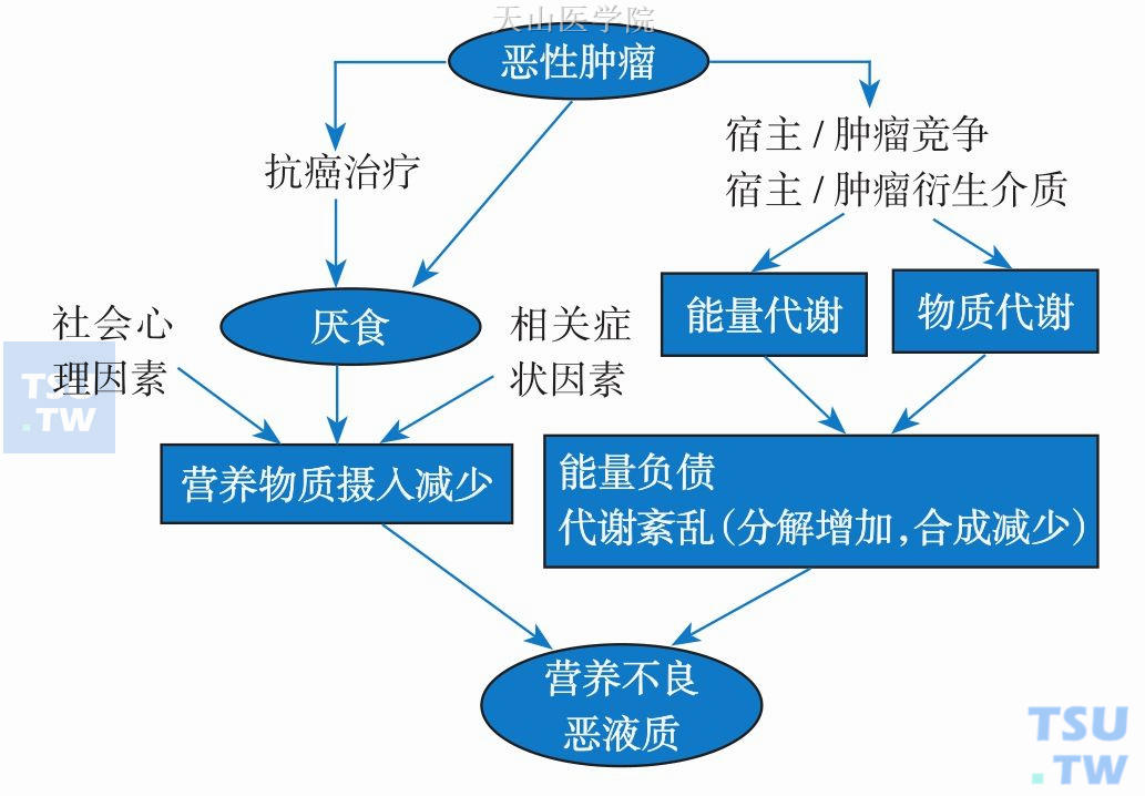 肿瘤相关营养不良、恶液质的病因