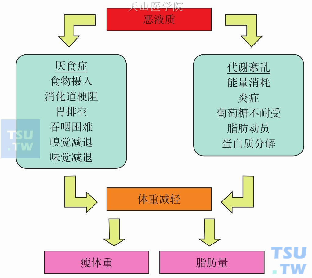 恶液质患者体重减轻的原因