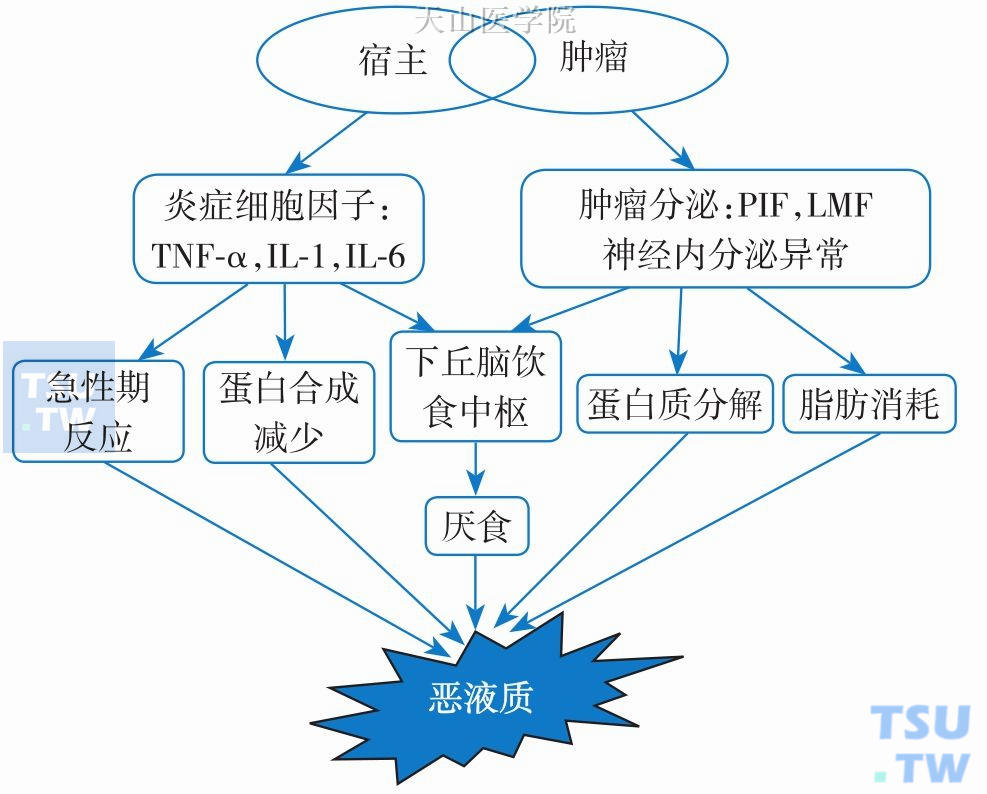 恶液质患者发生食欲减退的分子机制