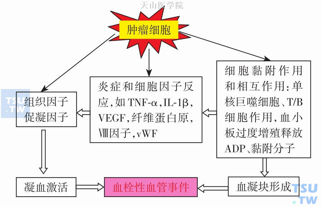 恶液质引起的凝血异常